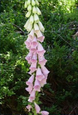 Apartament U Karkonosza