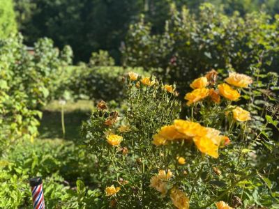 Apartamenty - U Dvořáků