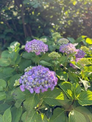 Apartamenty - U Dvořáků