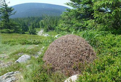 Domek cembrowany z basenem i sauną