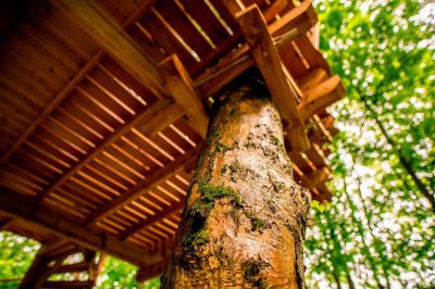 Treehouse pod Jeszczedem